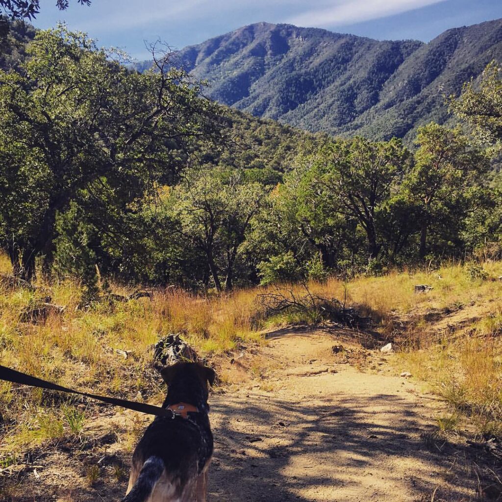 Madera Canyon
