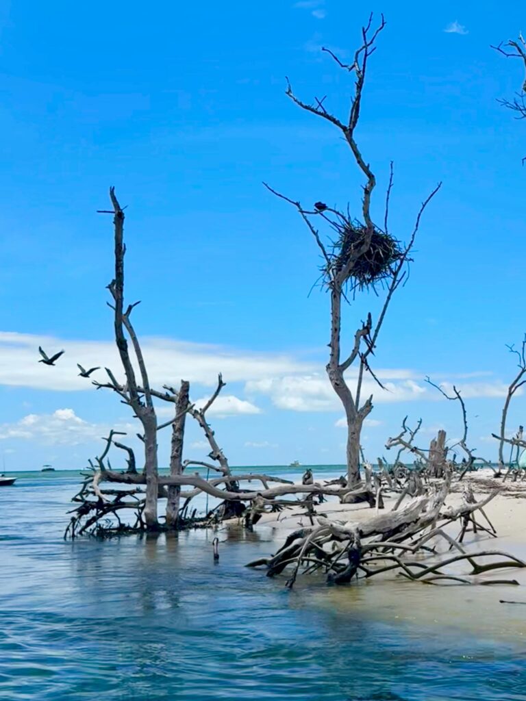 Mangroves Look for Manatees by Kayak