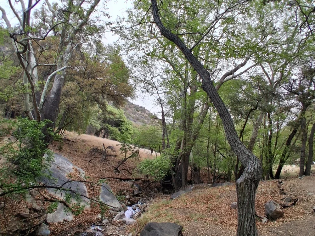Ramsey Canyon Preserve