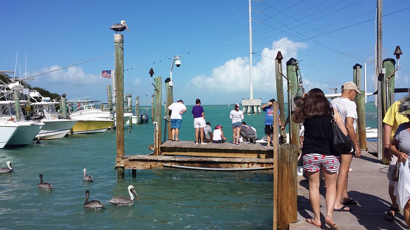 Robbie’s Feed the Famous Tarpon in Islamorada