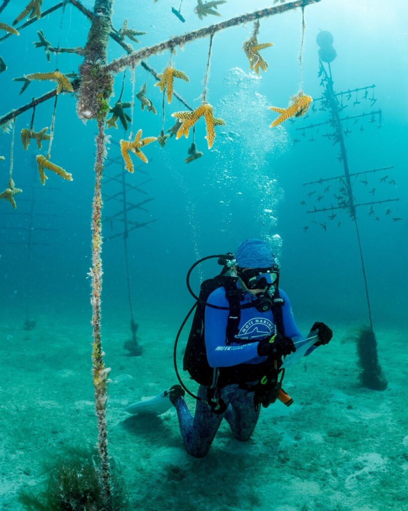 Scuba Diving: Get Certified or Dive Islamorada’s Reefs