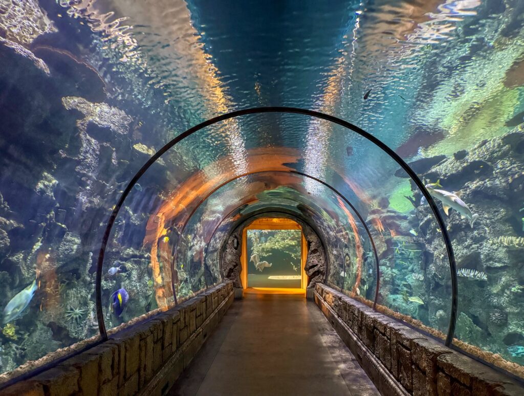 Shark Reef Aquarium: An Underwater Walk Inside Mandalay Bay