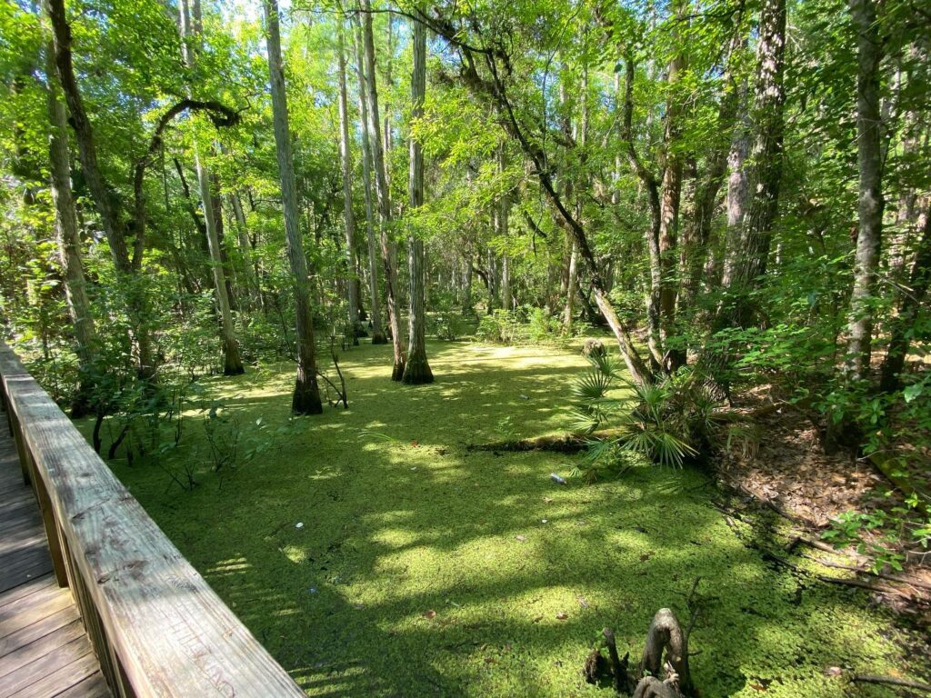 Shingle Creek Regional Trail: A 3-Mile Orlando Route With Everglades History, Flowers, and Sunset Views