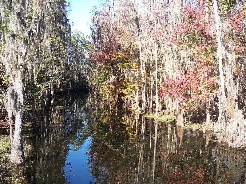 Shingle Creek Trail Pine Island East Loop: A Quiet Orlando Nature Walk With Bridges, Wildlife, and Forest Views