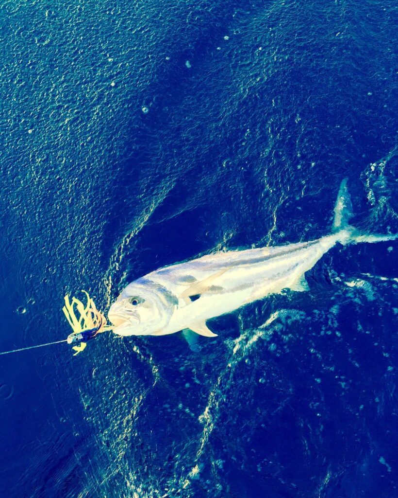 Sports Fishing: Chase Big Catches in Islamorada