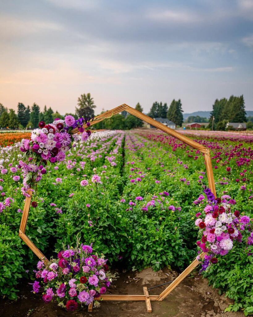 Swan Island Dahlias