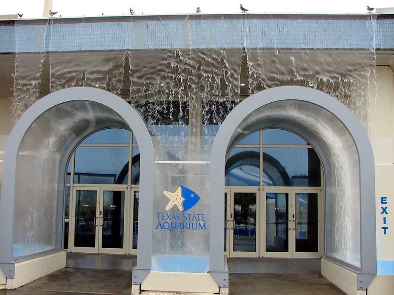 Texas State Aquarium: One of the Best Things to Do in Corpus Christi