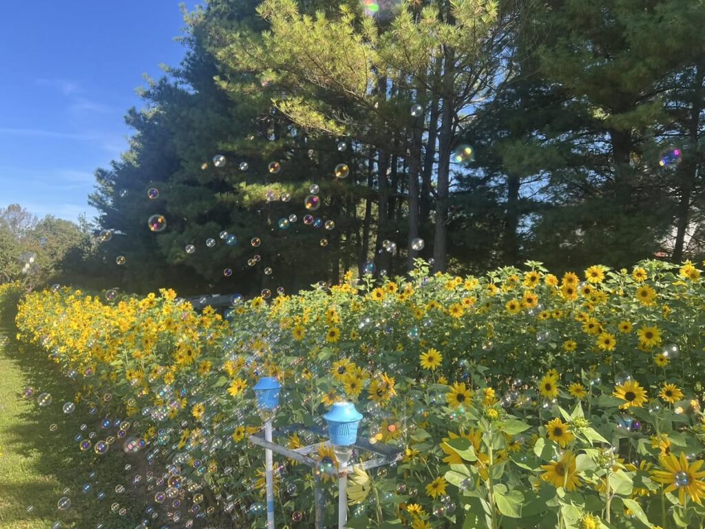 The Sunflower Garden