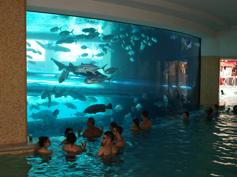 The Tank at Golden Nugget: A Shark Pool Experience Downtown