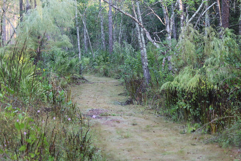 Tibet-Butler Nature Preserve: A Quiet Orlando Trail for Families and Easy Nature Walks