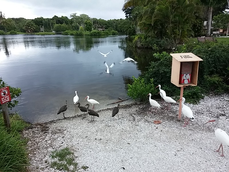 Visit the Naples Zoo at Caribbean Gardens: Animals, Tropical Paths, and Family Fun