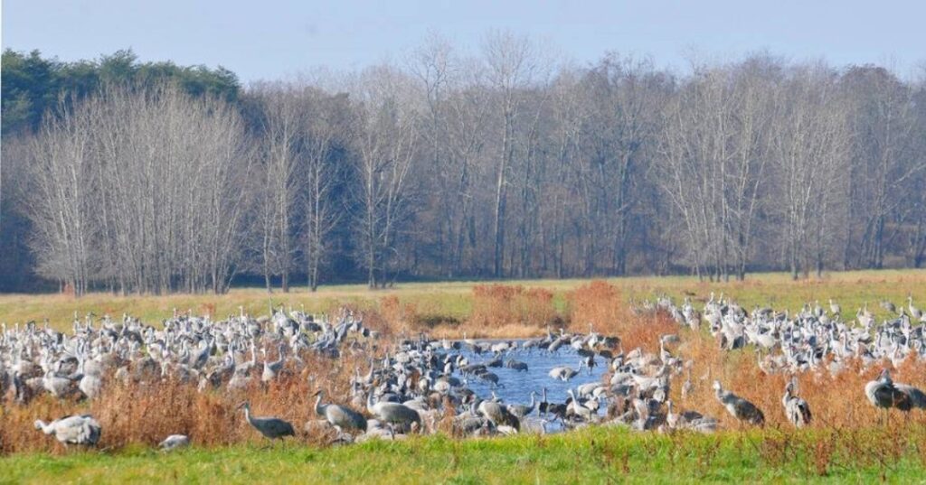 The Great Crane Migration at Pulaski County Park